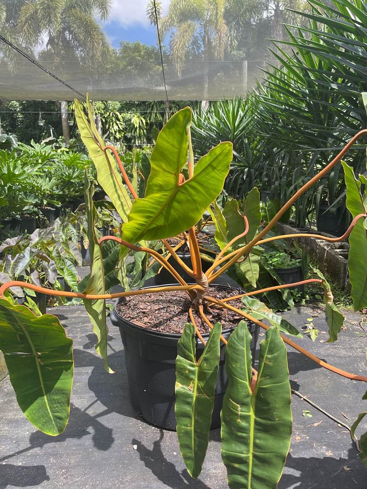 philodendron-billietiae