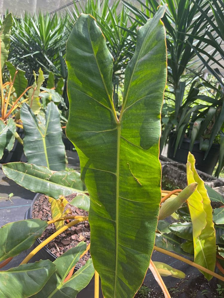philodendron-billietiae