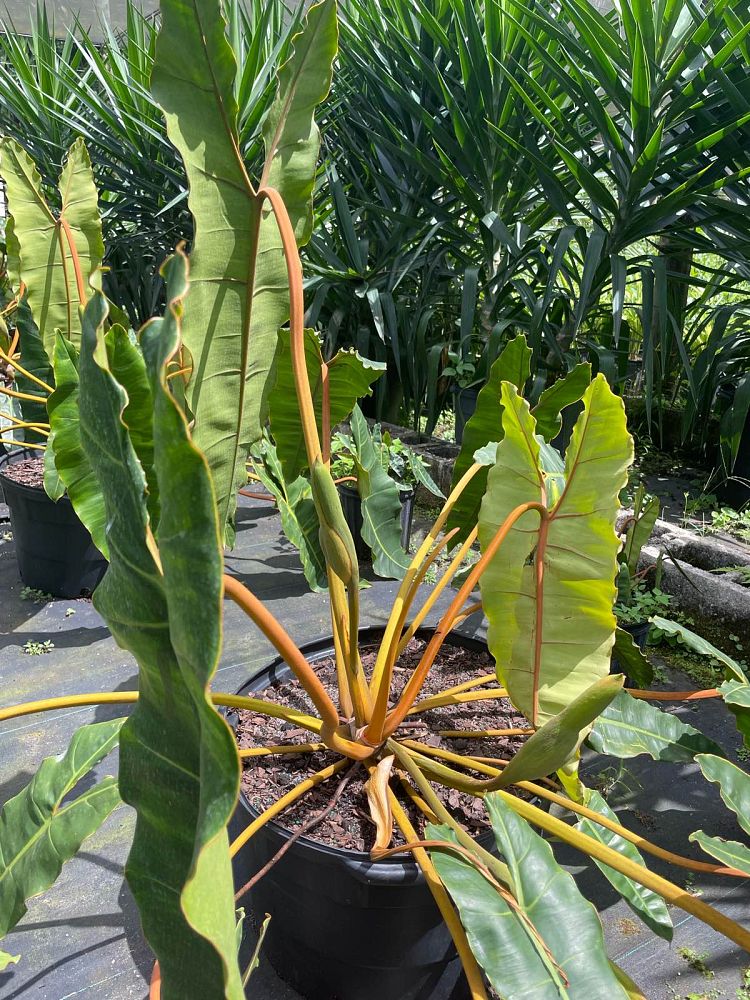 philodendron-billietiae