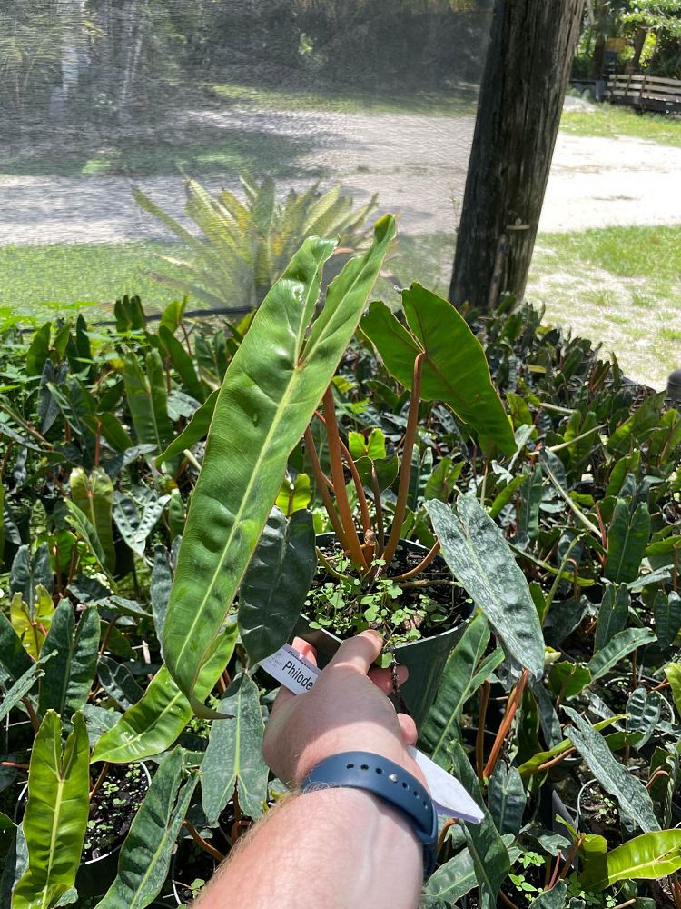 philodendron-billietiae