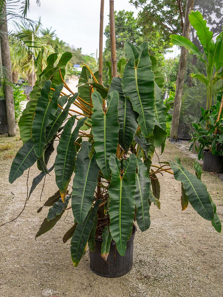 philodendron-billietiae
