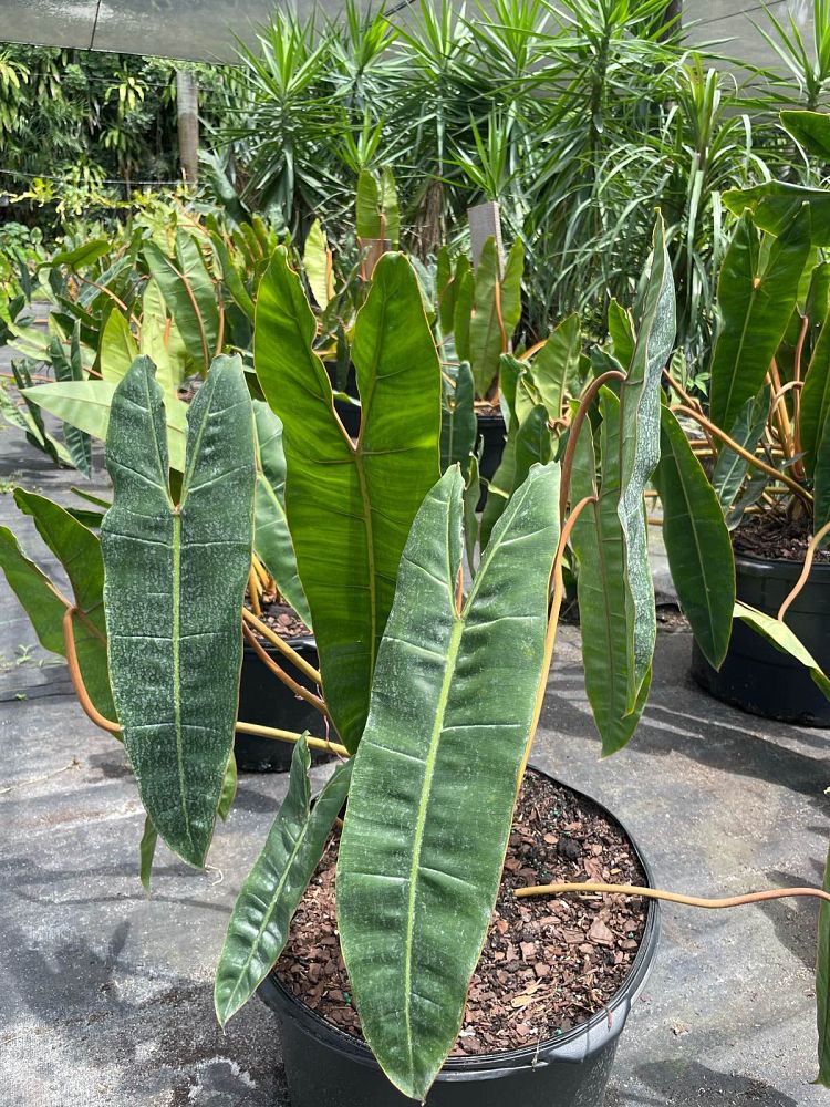 philodendron-billietiae