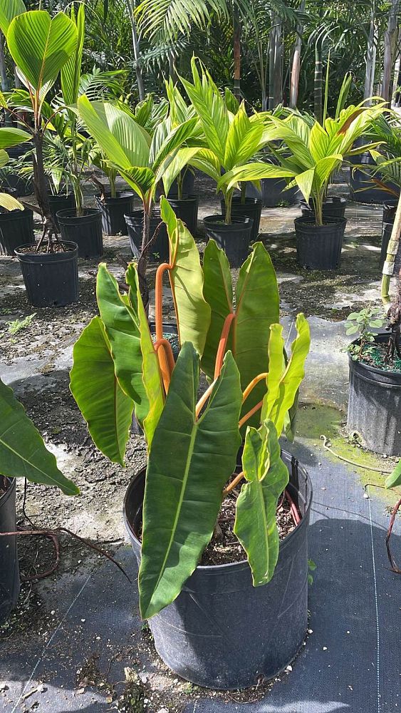 philodendron-billietiae