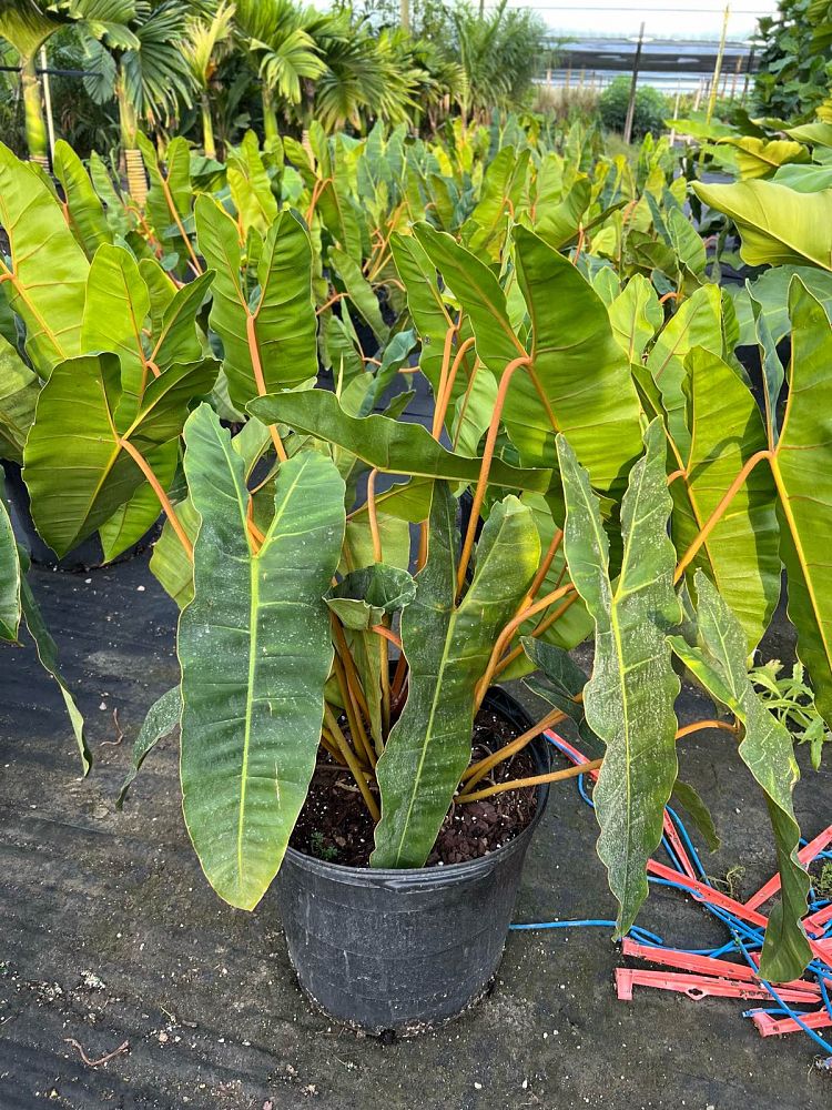 philodendron-billietiae