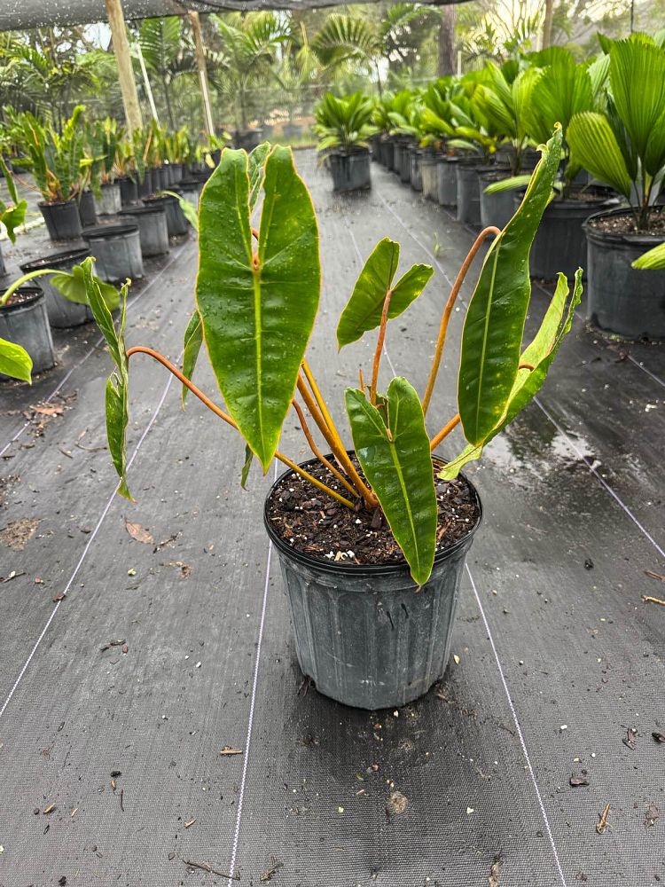 philodendron-billietiae