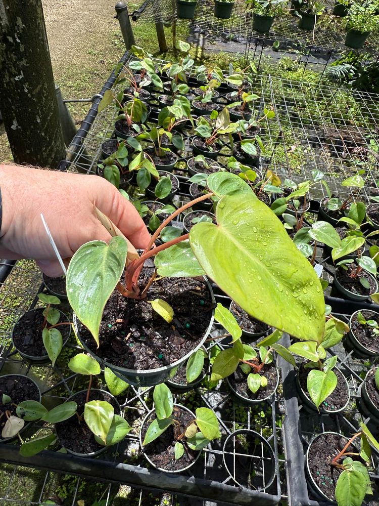 philodendron-billietiae-x-pastazanum-billienum