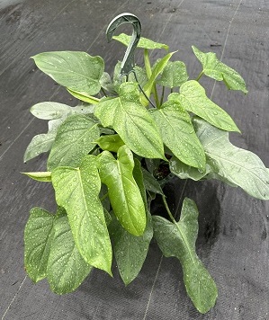 philodendron-bipennifolium-panda