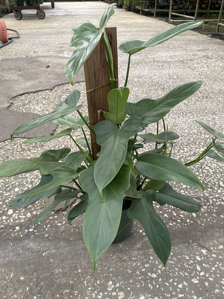 philodendron-bipennifolium-panda