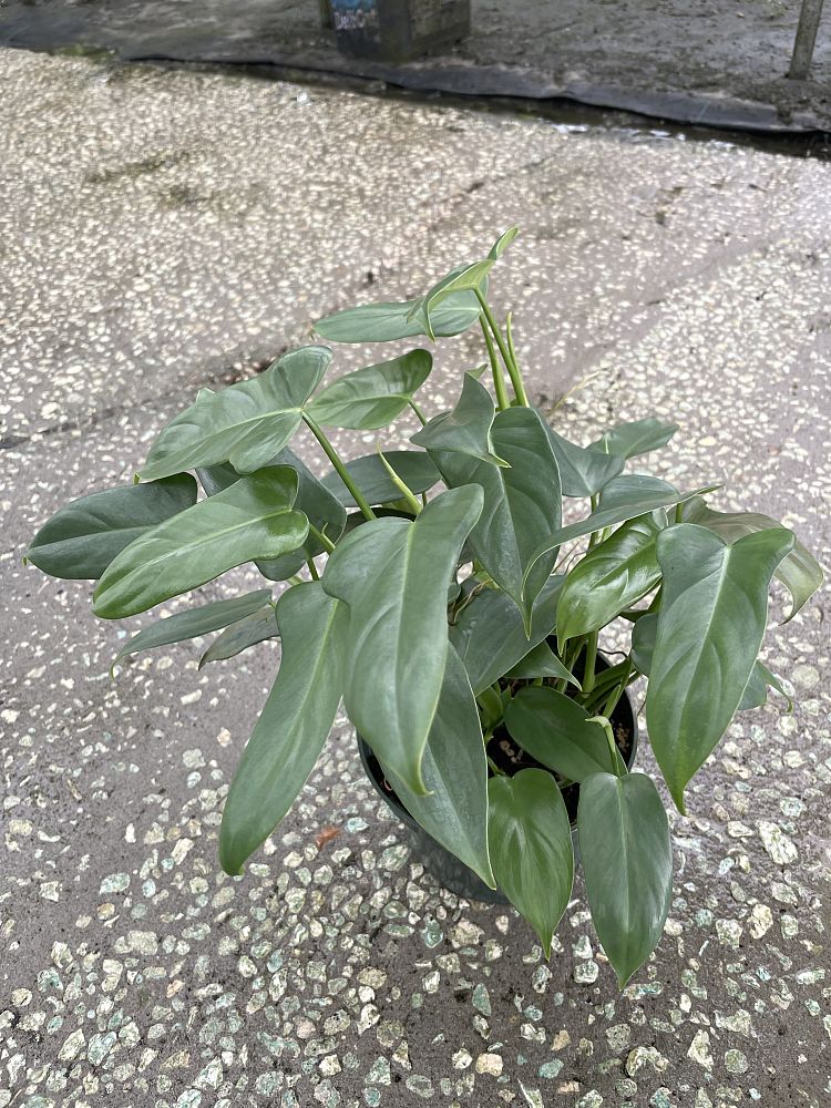 philodendron-bipennifolium-panda