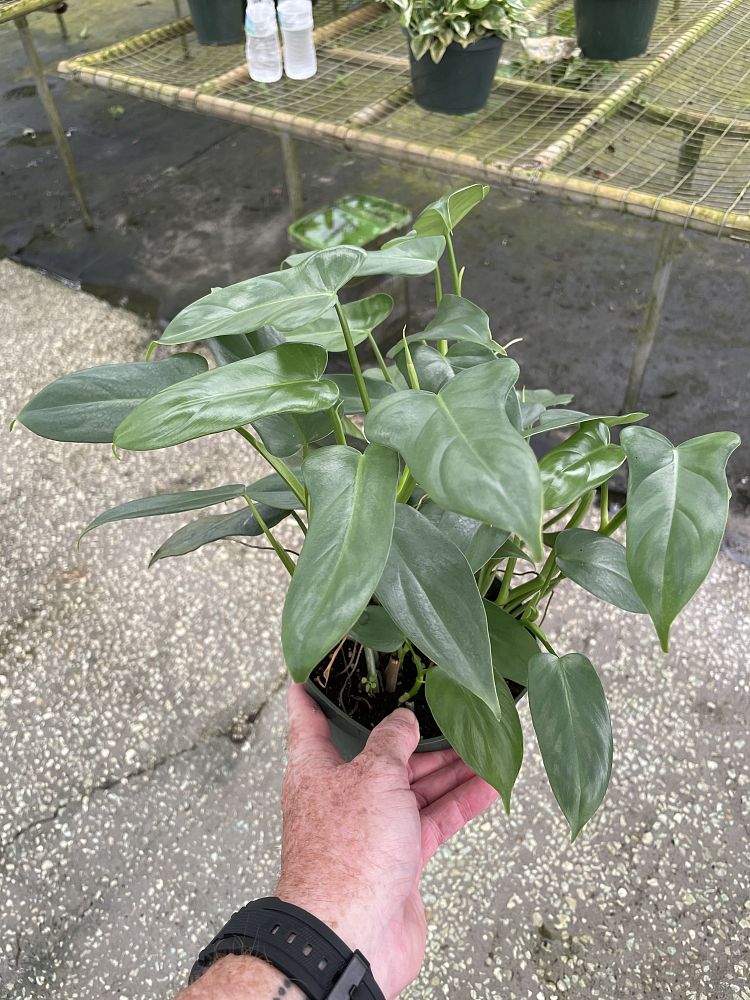 philodendron-bipennifolium-panda