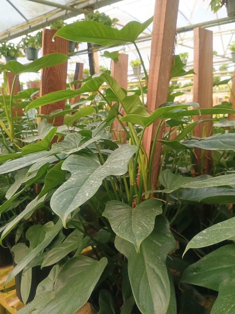 philodendron-bipennifolium-panda