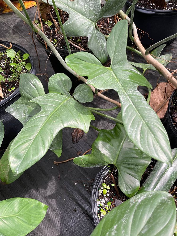 philodendron-bipennifolium