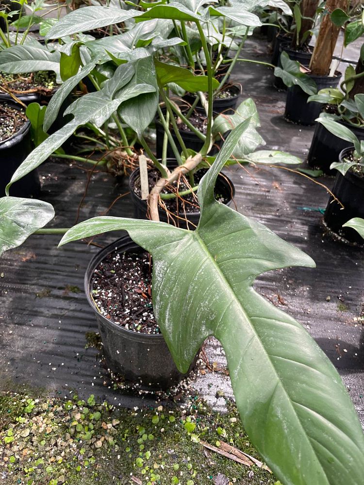 philodendron-bipennifolium
