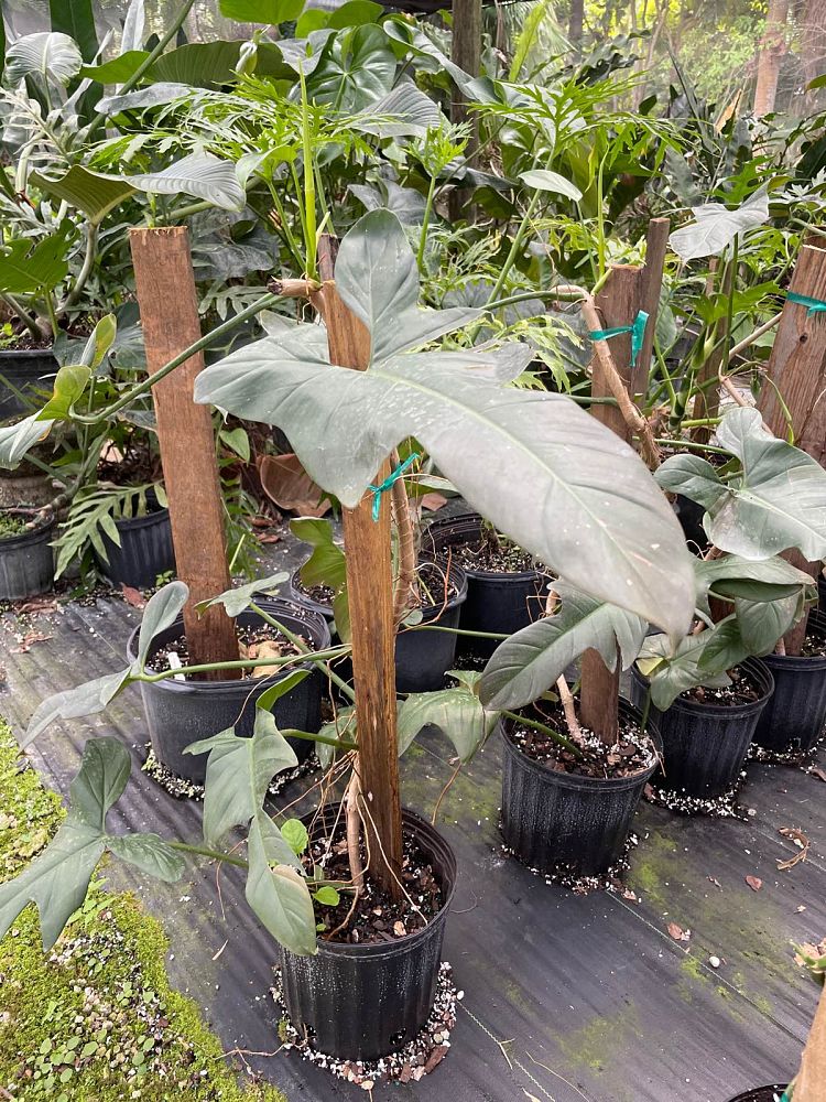philodendron-bipennifolium