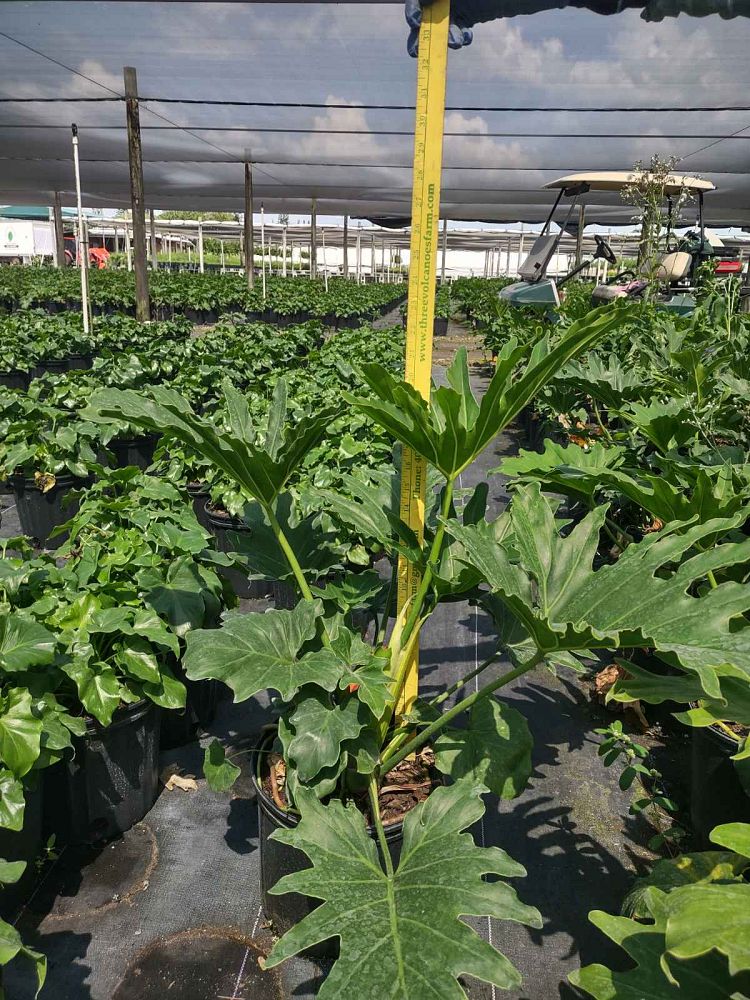 philodendron-bipinnatifidum-auero-variegatum-split-leaf-philodendron-philodendron-selloum-tree-philodendron