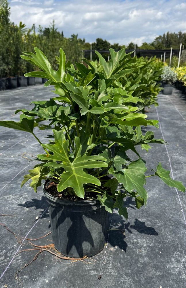 philodendron-bipinnatifidum-auero-variegatum-split-leaf-philodendron-philodendron-selloum-tree-philodendron
