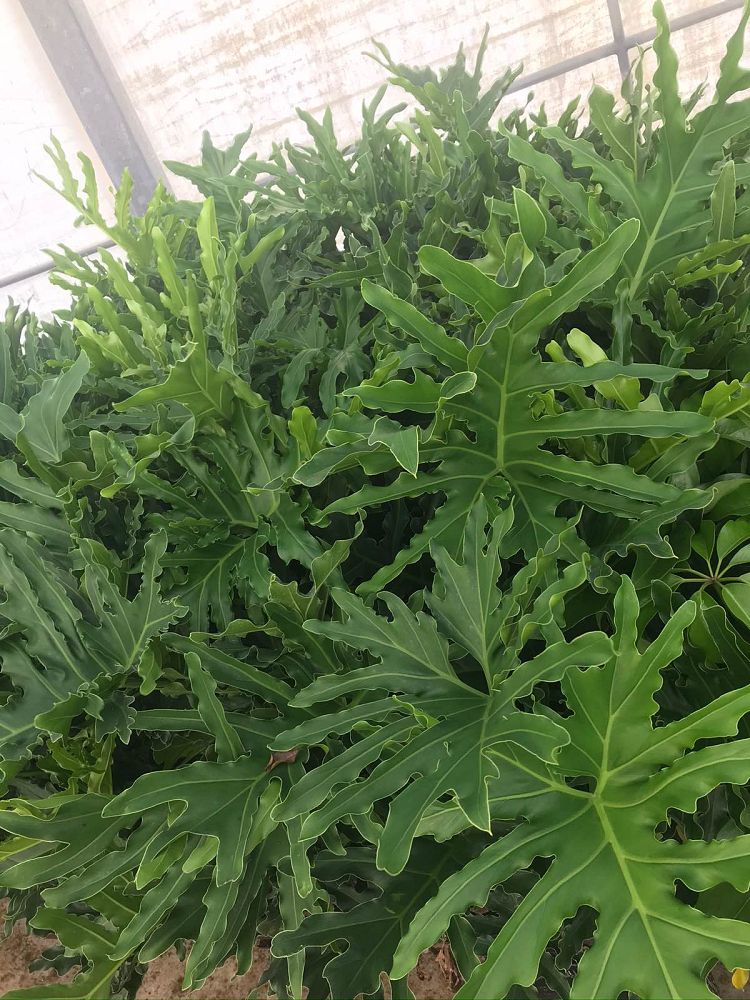 philodendron-bipinnatifidum-hope-split-leaf-philodendron-tree-philodendron