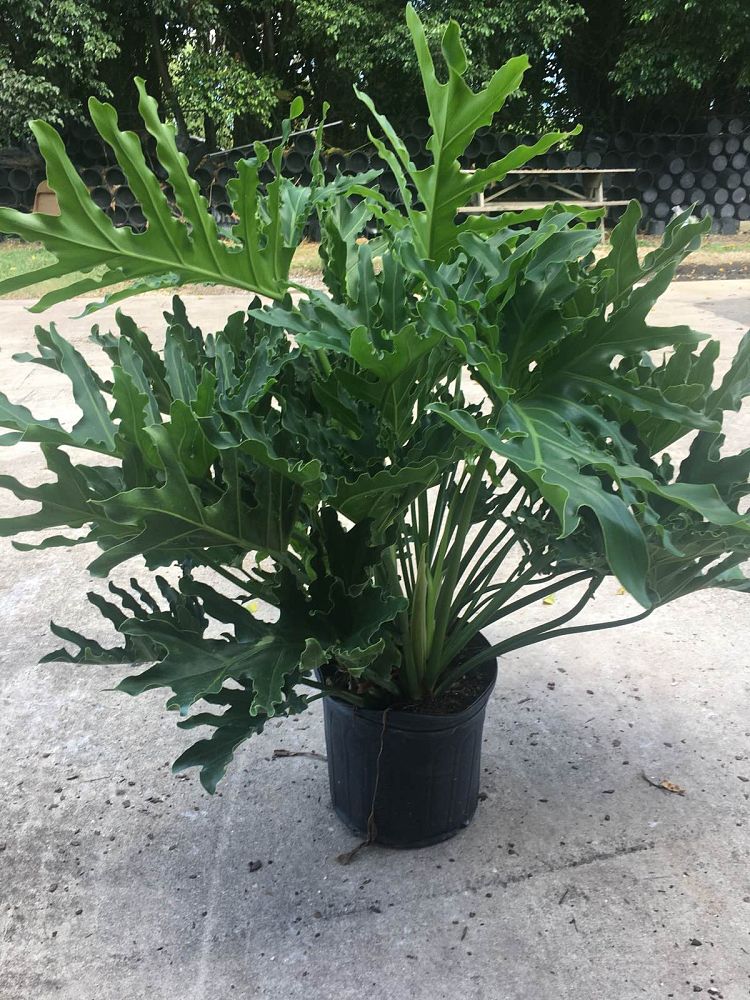 philodendron-bipinnatifidum-hope-split-leaf-philodendron-tree-philodendron