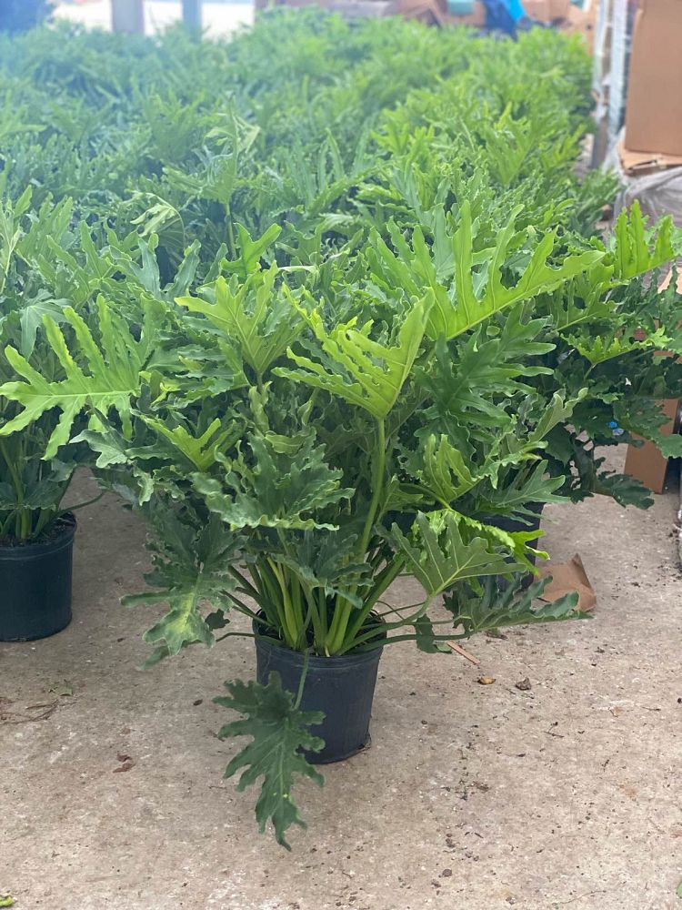 philodendron-bipinnatifidum-hope-split-leaf-philodendron-tree-philodendron