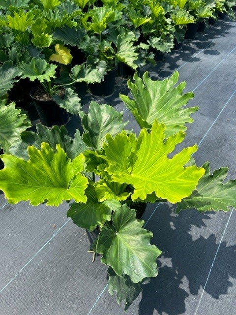 philodendron-bipinnatifidum-hope-split-leaf-philodendron-tree-philodendron