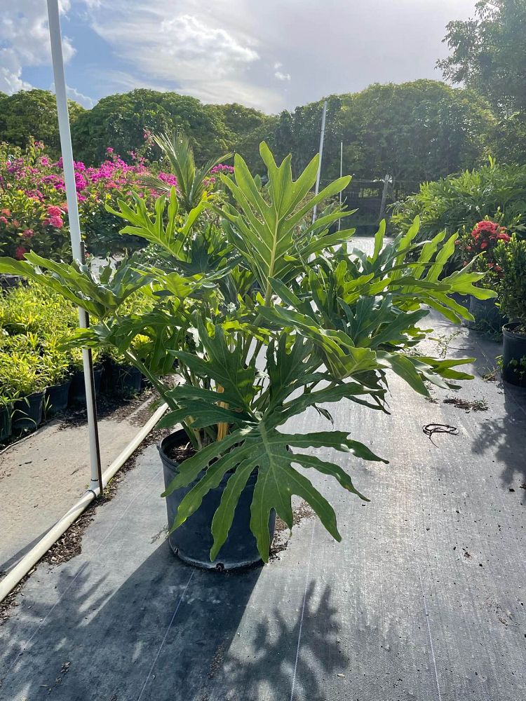 philodendron-bipinnatifidum-hope-split-leaf-philodendron-tree-philodendron
