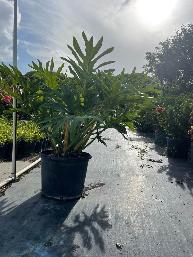 philodendron-bipinnatifidum-hope-split-leaf-philodendron-tree-philodendron