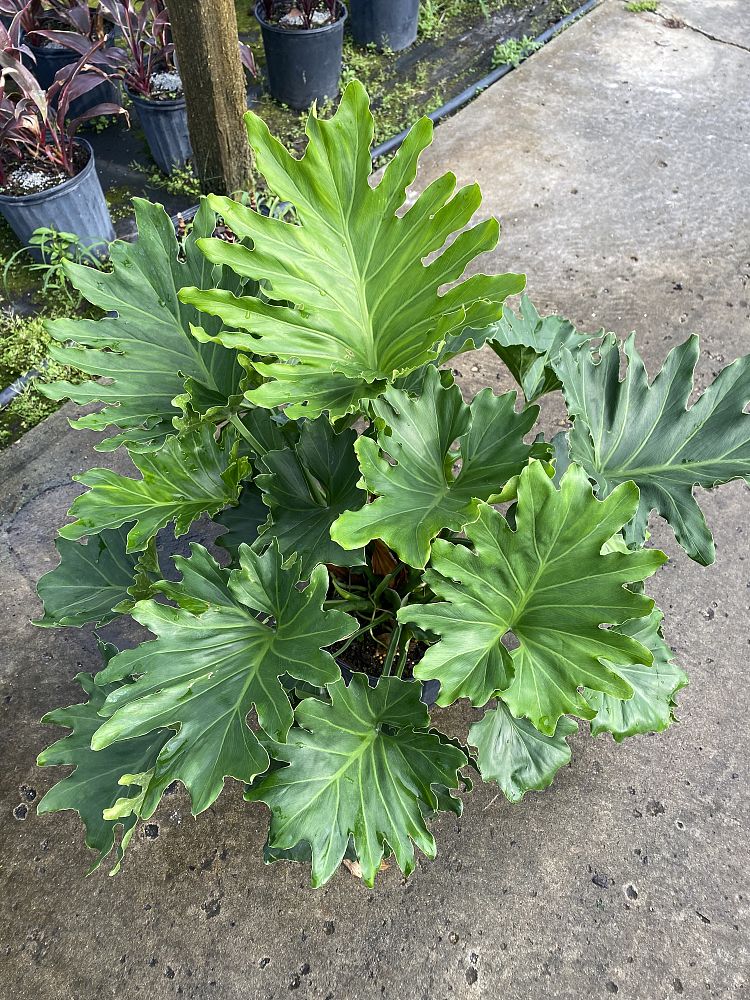philodendron-bipinnatifidum-hope-split-leaf-philodendron-tree-philodendron