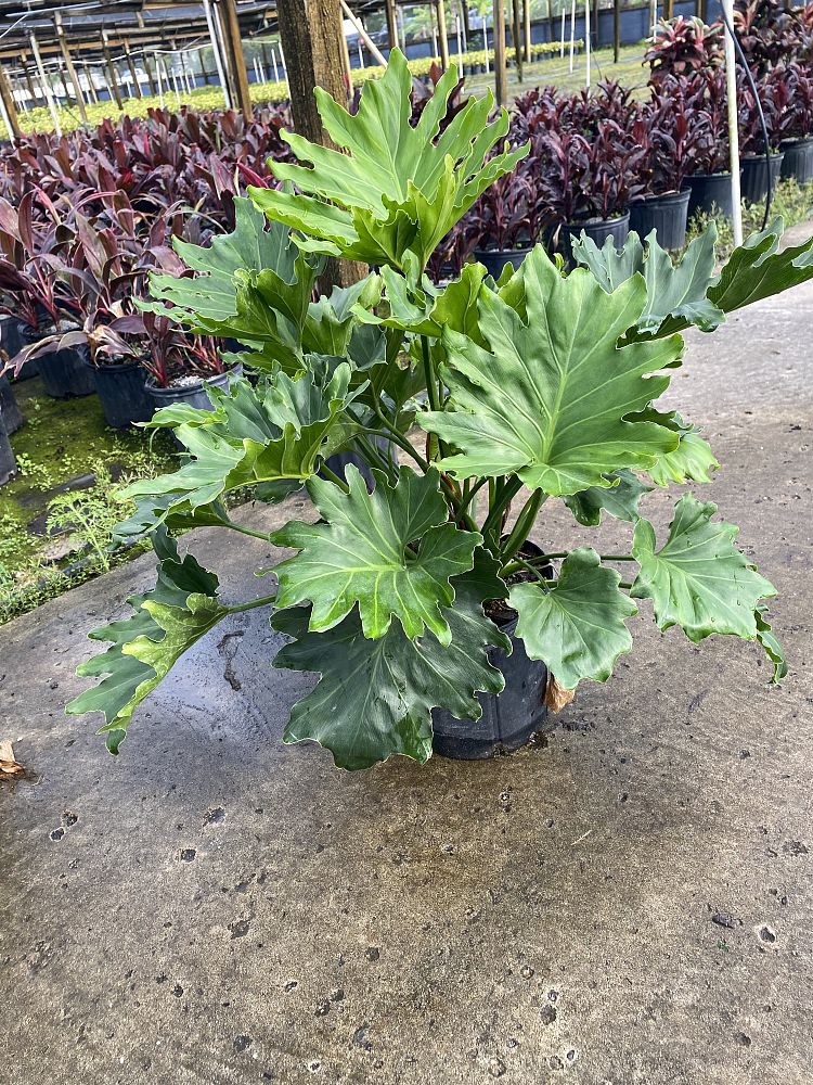 philodendron-bipinnatifidum-hope-split-leaf-philodendron-tree-philodendron