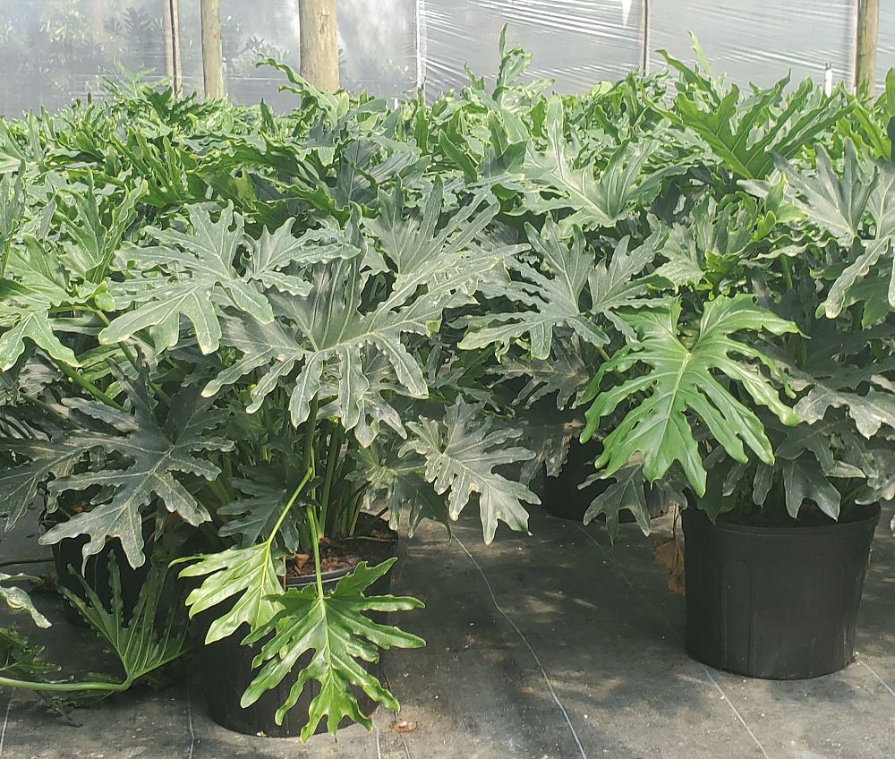 philodendron-bipinnatifidum-hope-split-leaf-philodendron-tree-philodendron