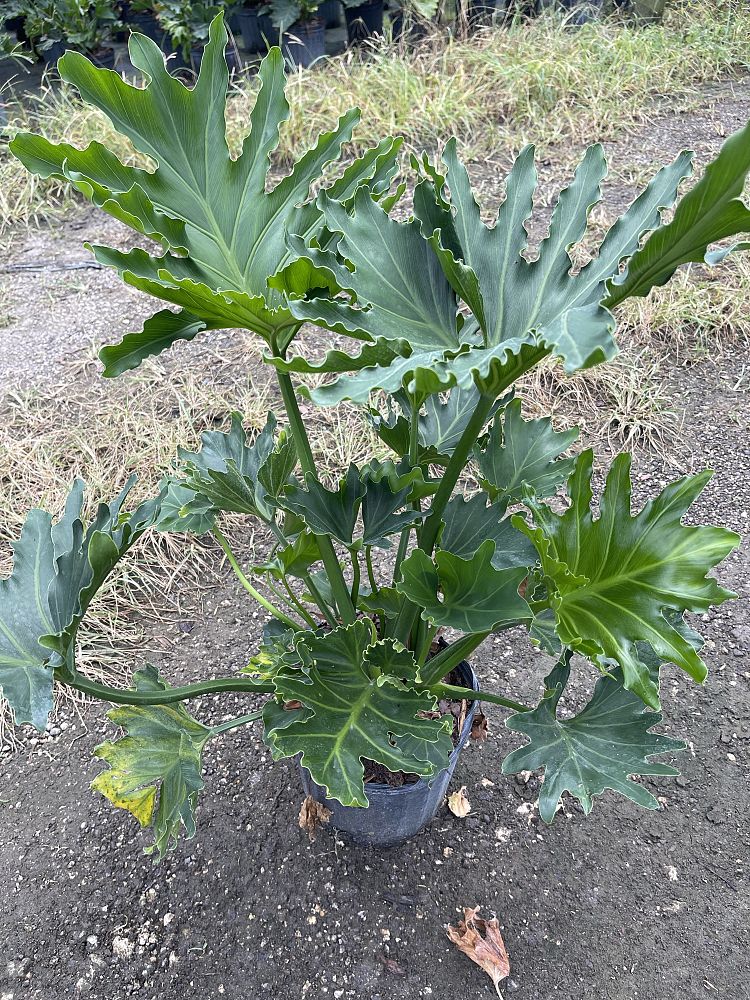 philodendron-bipinnatifidum-hope-split-leaf-philodendron-tree-philodendron