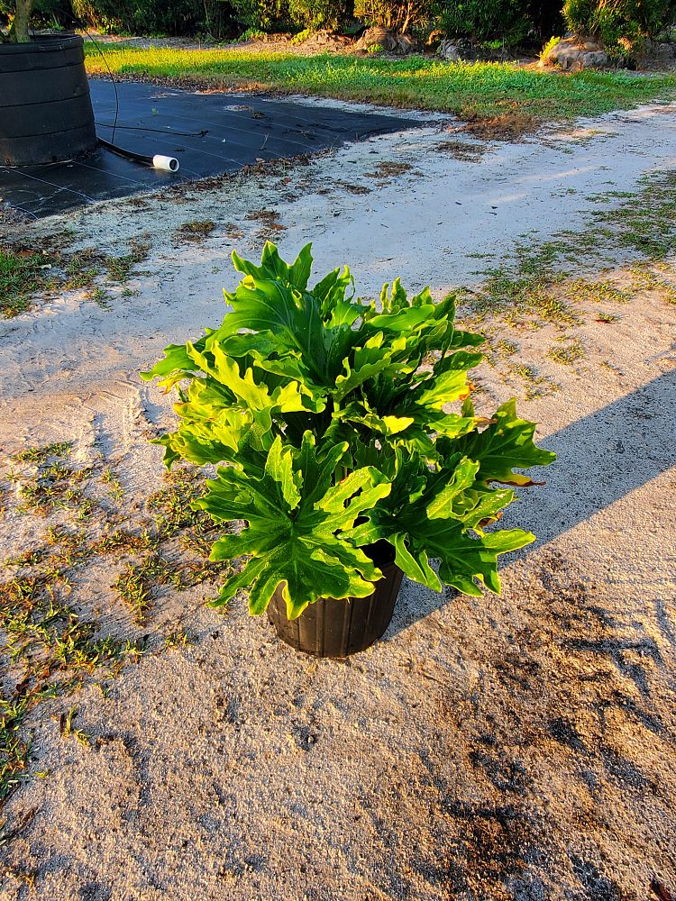 philodendron-bipinnatifidum-hope-split-leaf-philodendron-tree-philodendron