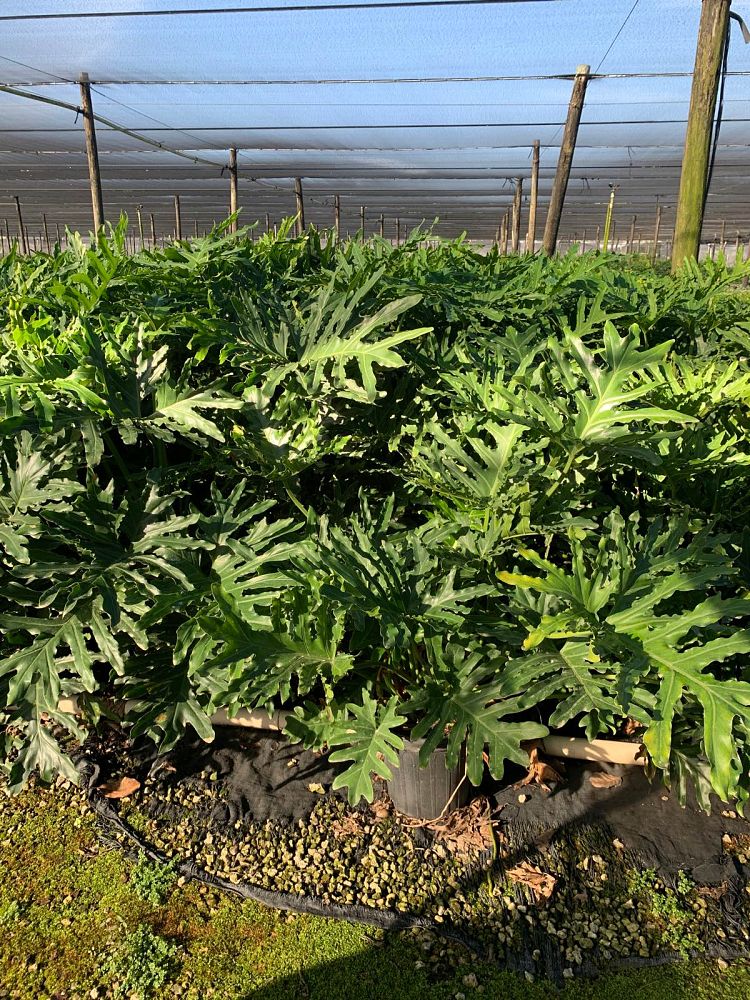 philodendron-bipinnatifidum-hope-split-leaf-philodendron-tree-philodendron