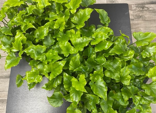 philodendron-bipinnatifidum-hope-split-leaf-philodendron-tree-philodendron