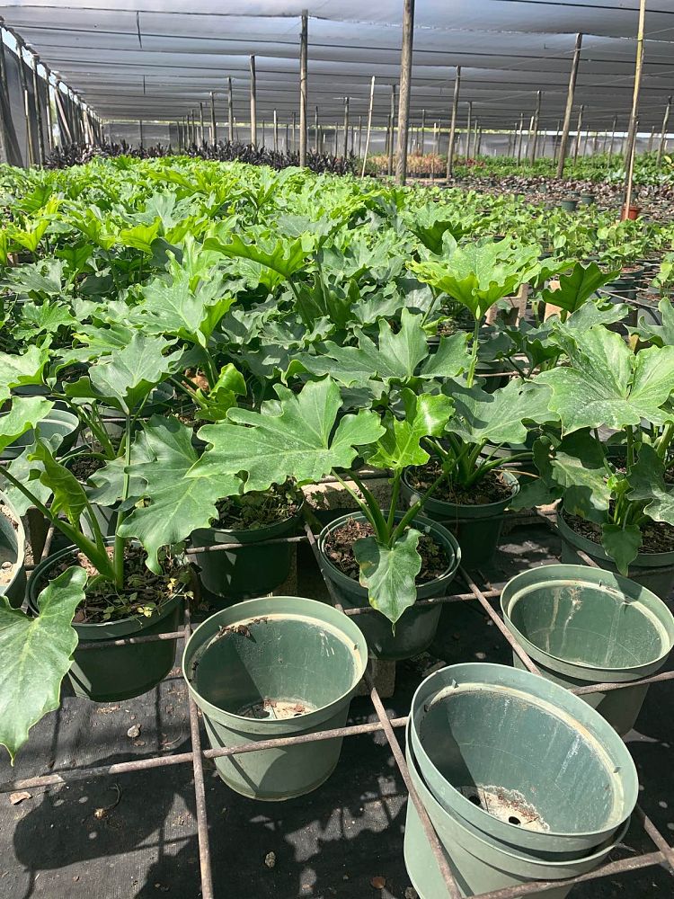 philodendron-bipinnatifidum-hope-split-leaf-philodendron-tree-philodendron