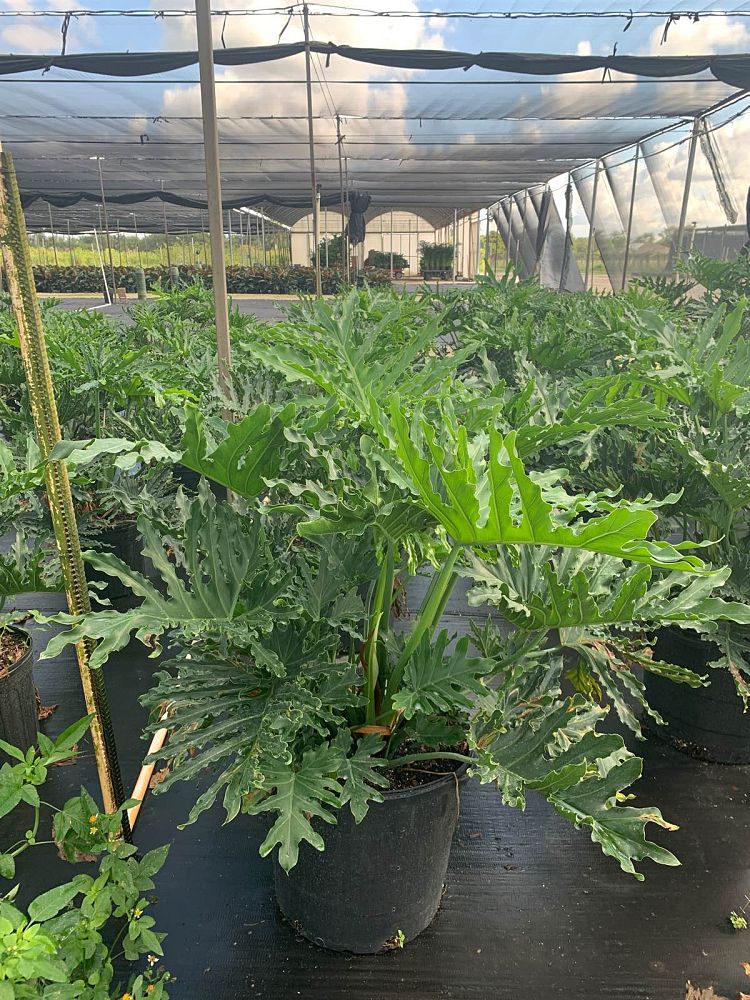 philodendron-bipinnatifidum-hope-split-leaf-philodendron-tree-philodendron