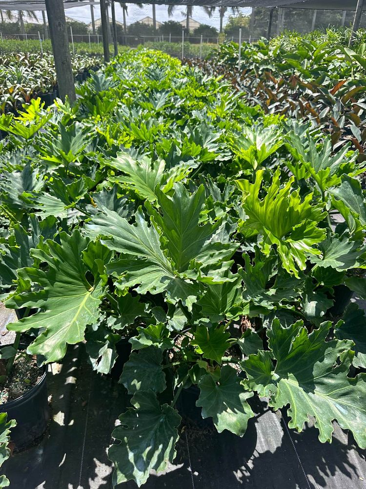philodendron-bipinnatifidum-hope-split-leaf-philodendron-tree-philodendron