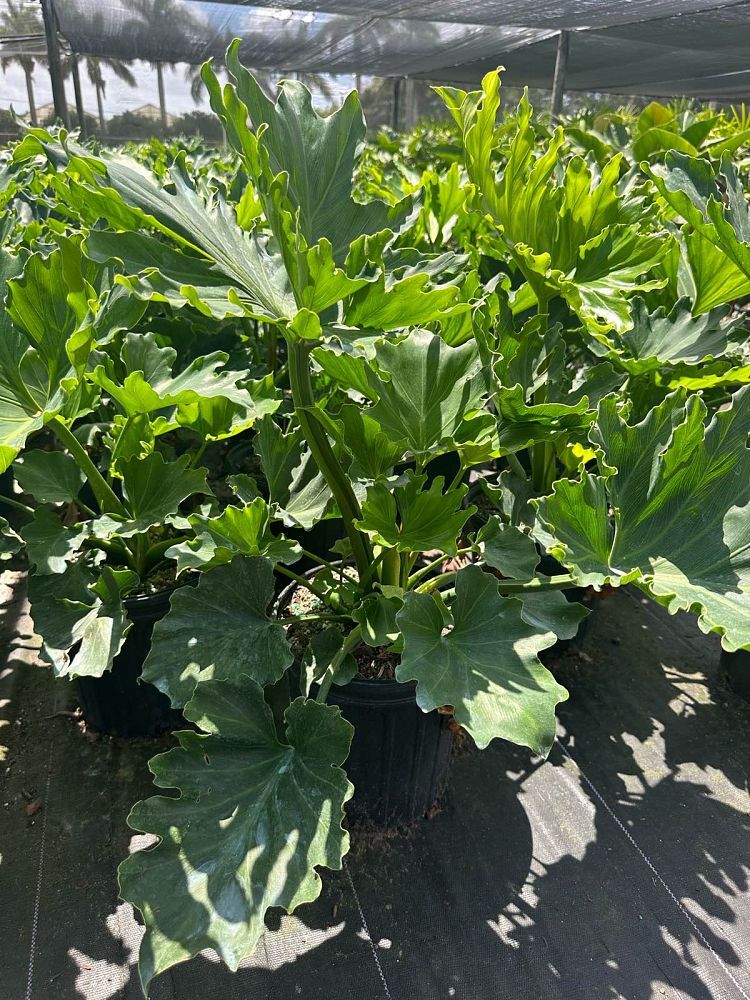philodendron-bipinnatifidum-hope-split-leaf-philodendron-tree-philodendron