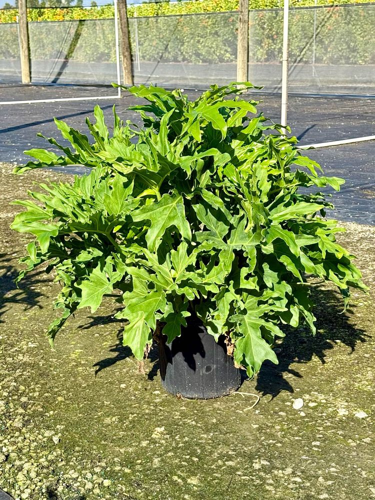 philodendron-bipinnatifidum-hope-split-leaf-philodendron-tree-philodendron