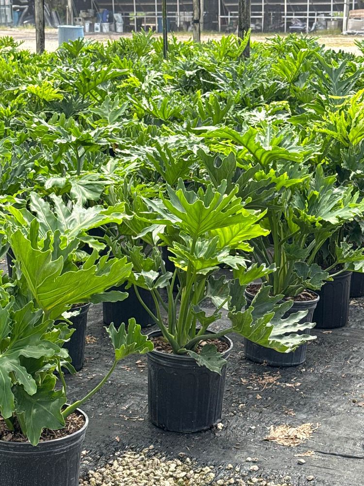 philodendron-bipinnatifidum-hope-split-leaf-philodendron-tree-philodendron