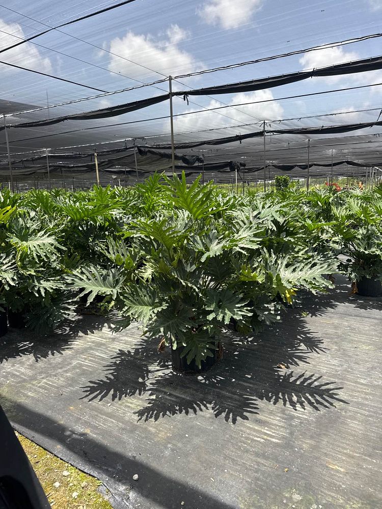 philodendron-bipinnatifidum-hope-split-leaf-philodendron-tree-philodendron
