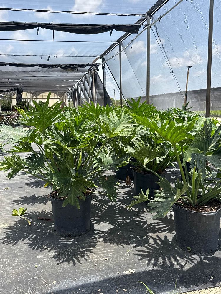 philodendron-bipinnatifidum-hope-split-leaf-philodendron-tree-philodendron