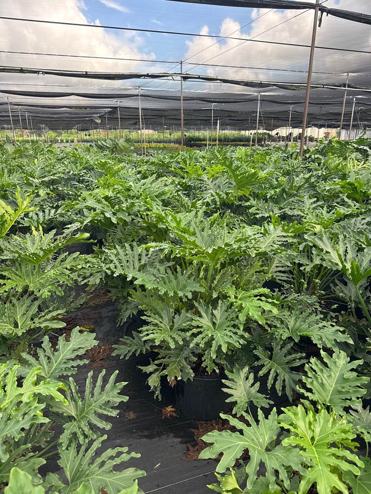 philodendron-bipinnatifidum-hope-split-leaf-philodendron-tree-philodendron