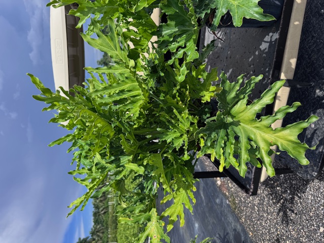 philodendron-bipinnatifidum-hope-split-leaf-philodendron-tree-philodendron