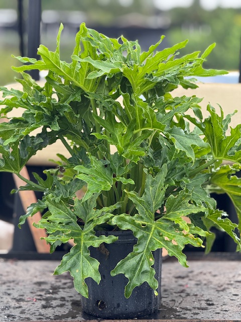 philodendron-bipinnatifidum-hope-split-leaf-philodendron-tree-philodendron