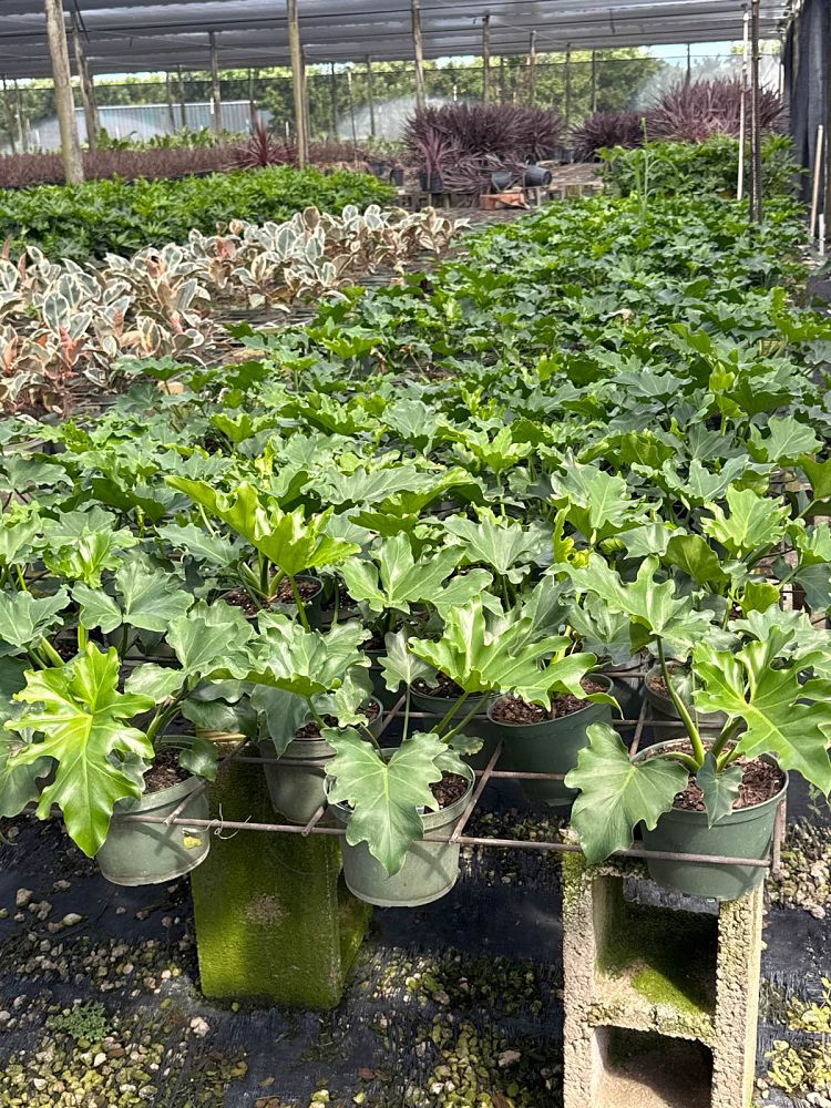 philodendron-bipinnatifidum-hope-split-leaf-philodendron-tree-philodendron