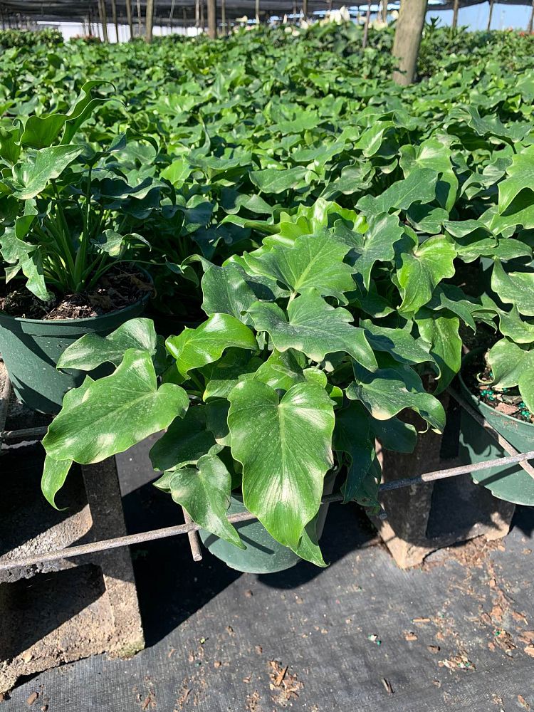 philodendron-bipinnatifidum-little-hope-split-leaf-philodendron-tree-philodendron