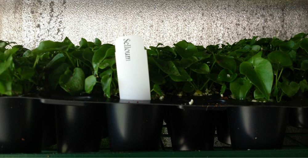 philodendron-bipinnatifidum-split-leaf-philodendron-philodendron-selloum-tree-philodendron
