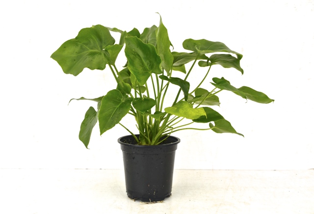 philodendron-bipinnatifidum-split-leaf-philodendron-philodendron-selloum-tree-philodendron