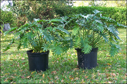 philodendron-bipinnatifidum-split-leaf-philodendron-philodendron-selloum-tree-philodendron