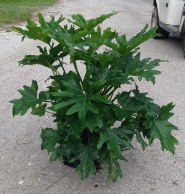 philodendron-bipinnatifidum-split-leaf-philodendron-philodendron-selloum-tree-philodendron